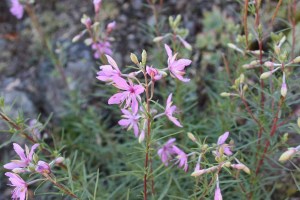 epilobium fleischeri (1200 x 800)